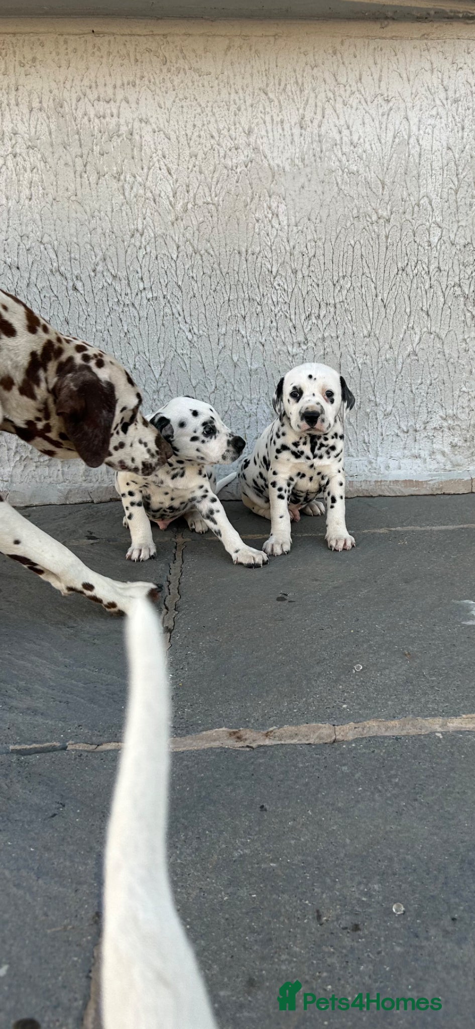 Dalmatian dogs Dalmatian beautiful - Advert 2