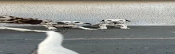 Dalmatian dogs for sale: Dalmatian beautiful - Advert 2