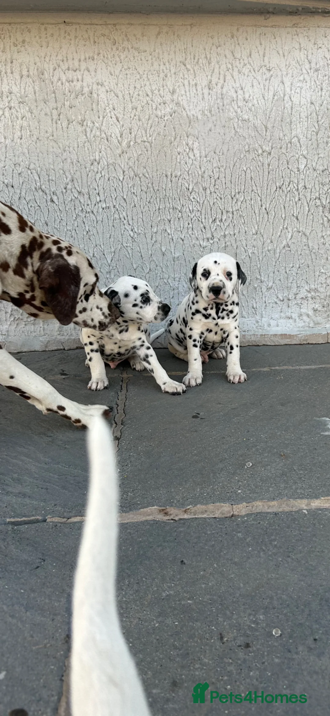 Dalmatian dogs for sale: Dalmatian beautiful - Advert 2