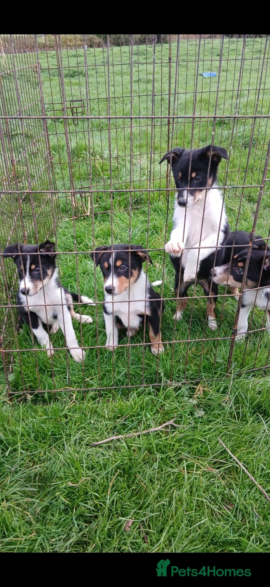 Border Collie dogs for sale: Border collie puppies  - Advert 2