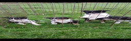 Border Collie dogs for sale: Border collie puppies  in Builth Wells - Advert 2