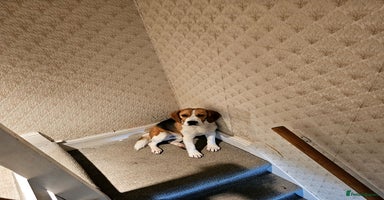 Beagle dogs Beagle for stud - Advert 15