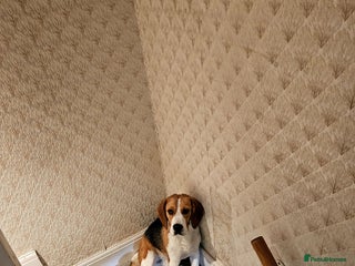 Beagle dogs Beagle for stud in Gillingham - Advert 1