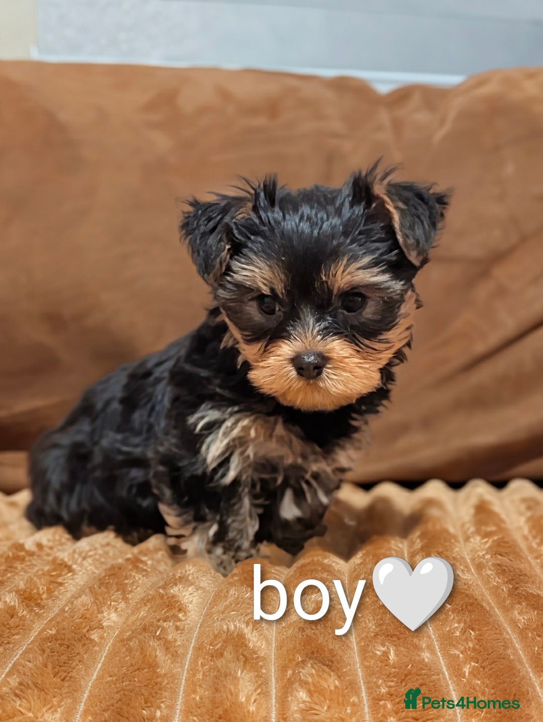 Yorkshire Terrier dogs for sale: Adorable Yorkshire terrier puppy available  - Advert 31
