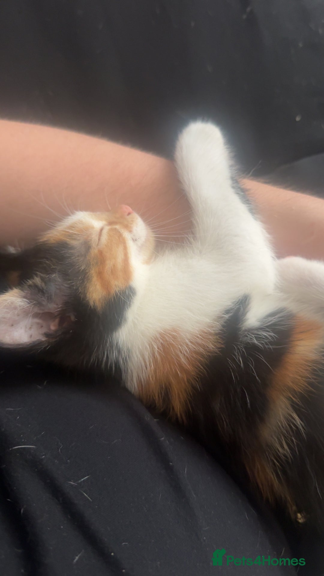 Mixed Breed cats for sale: Ginger kitten  - Image 2