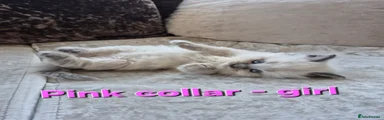 Pink collar - blue point girl