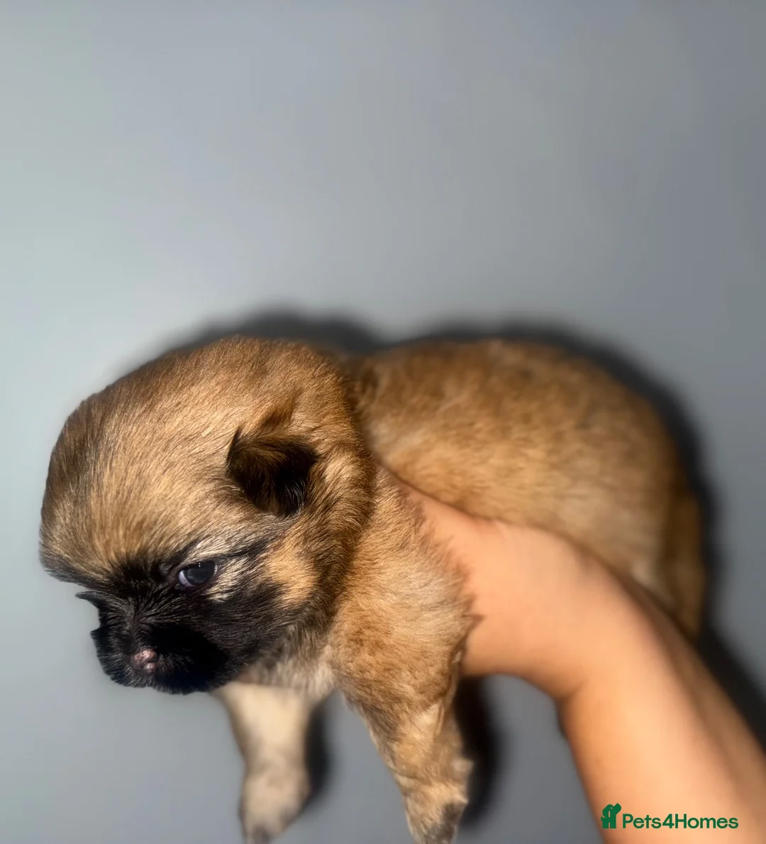 Mixed Breed dogs for sale: Pom / Terrier in Blackpool - Advert 6