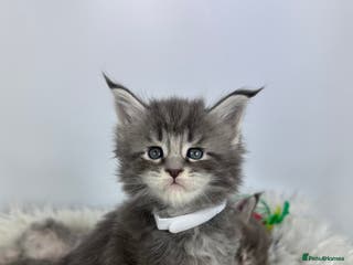 Maine Coon cats 6 Gorgeous Pure Breed Maine Coon Kittens - Advert 15