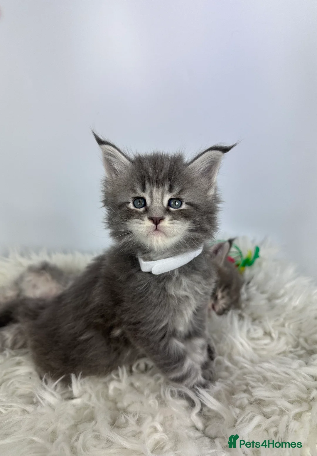 Maine Coon cats for sale: ✨Last 2 Gorgeous Pure Breed Maine Coon Kittens✨ - Advert 6