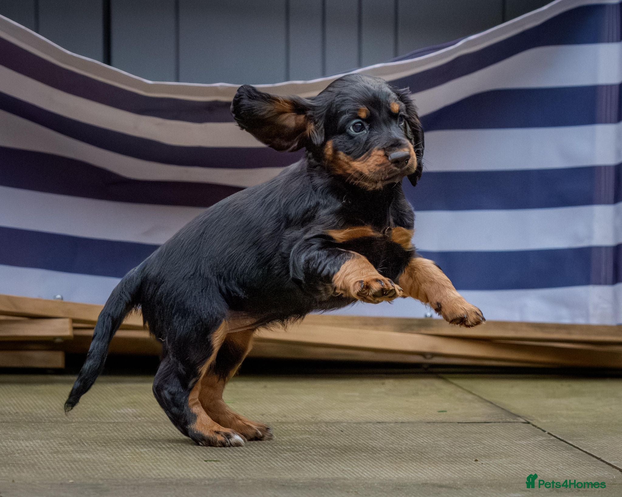 Sprocker dogs Last 2 (1 male and female). pups ready to go now.  - Advert 8