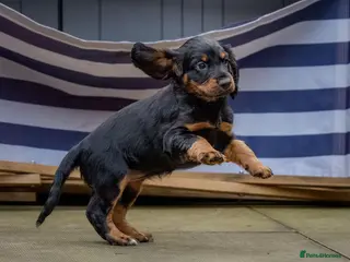 Sprocker dogs Last 2 (1 male and female). pups ready to go now. - Advert 8