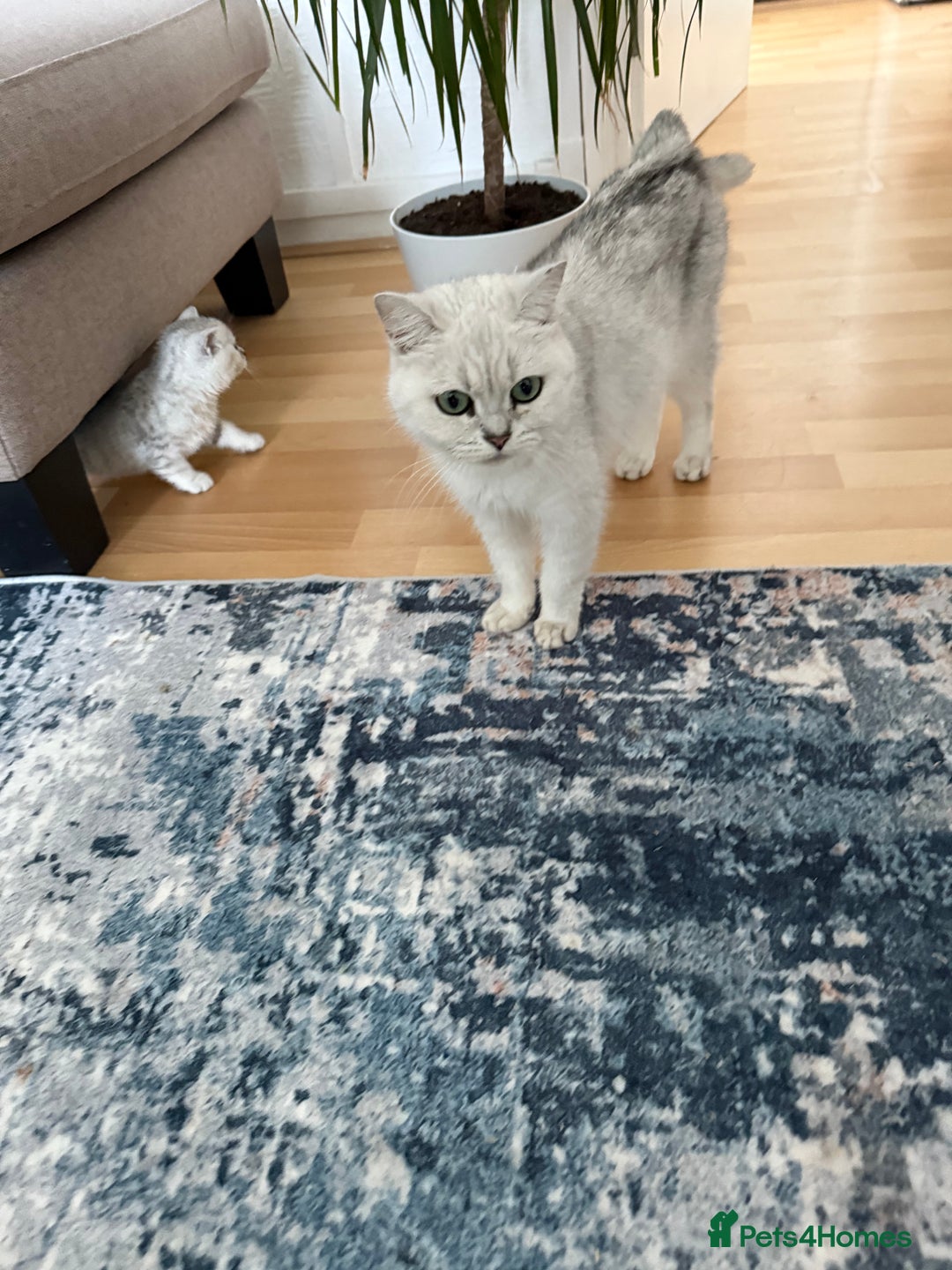 British Shorthair cats for sale: BSH Silver Tabby kittens for Sale! - Image 14