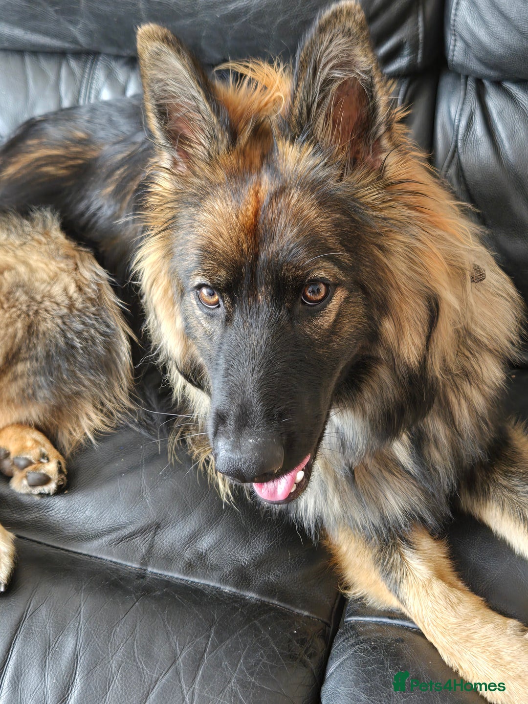 German Shepherd dogs for sale: 9month german shepherd bitch - Image 3