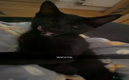 Domestic Shorthair cats for sale: 3 4 month old kittens available for pickup ASAP - Image 5