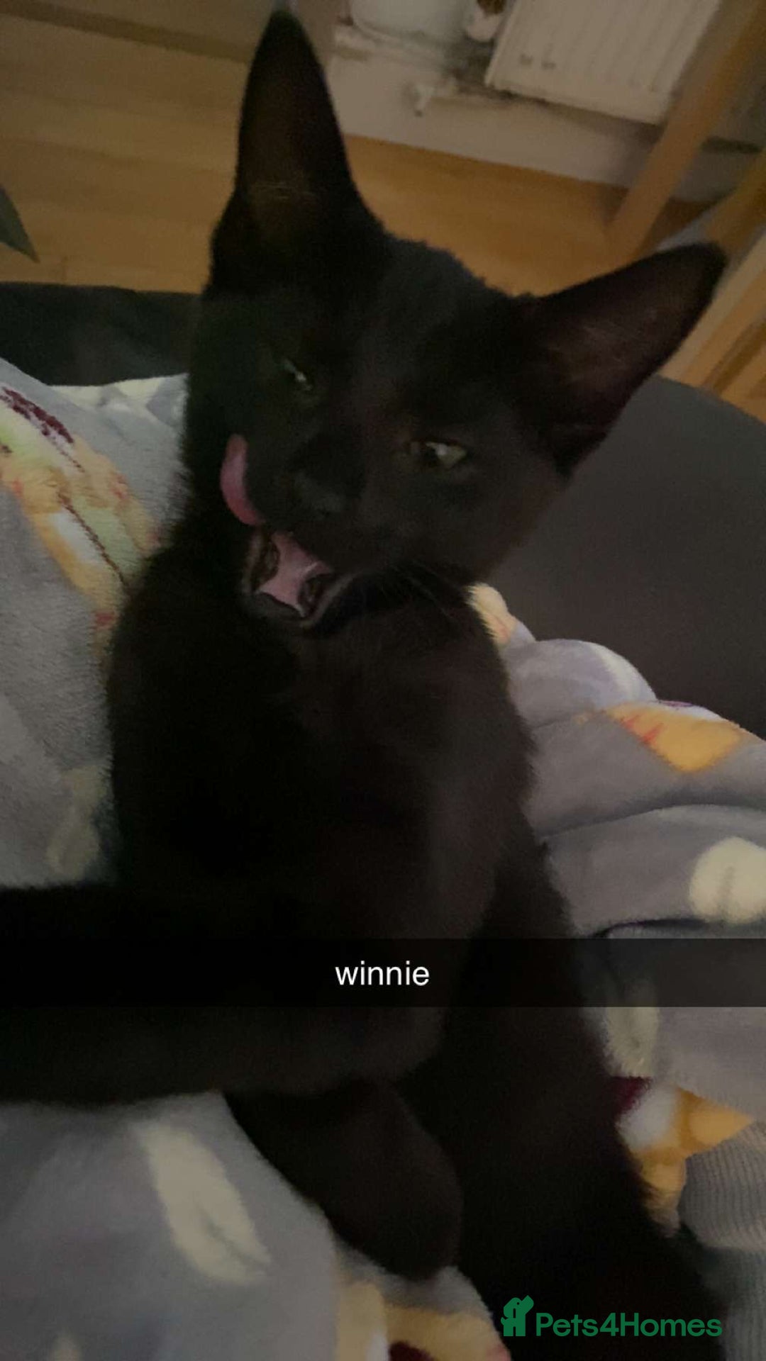Domestic Shorthair cats for sale: 3 4 month old kittens available for pickup ASAP - Image 5