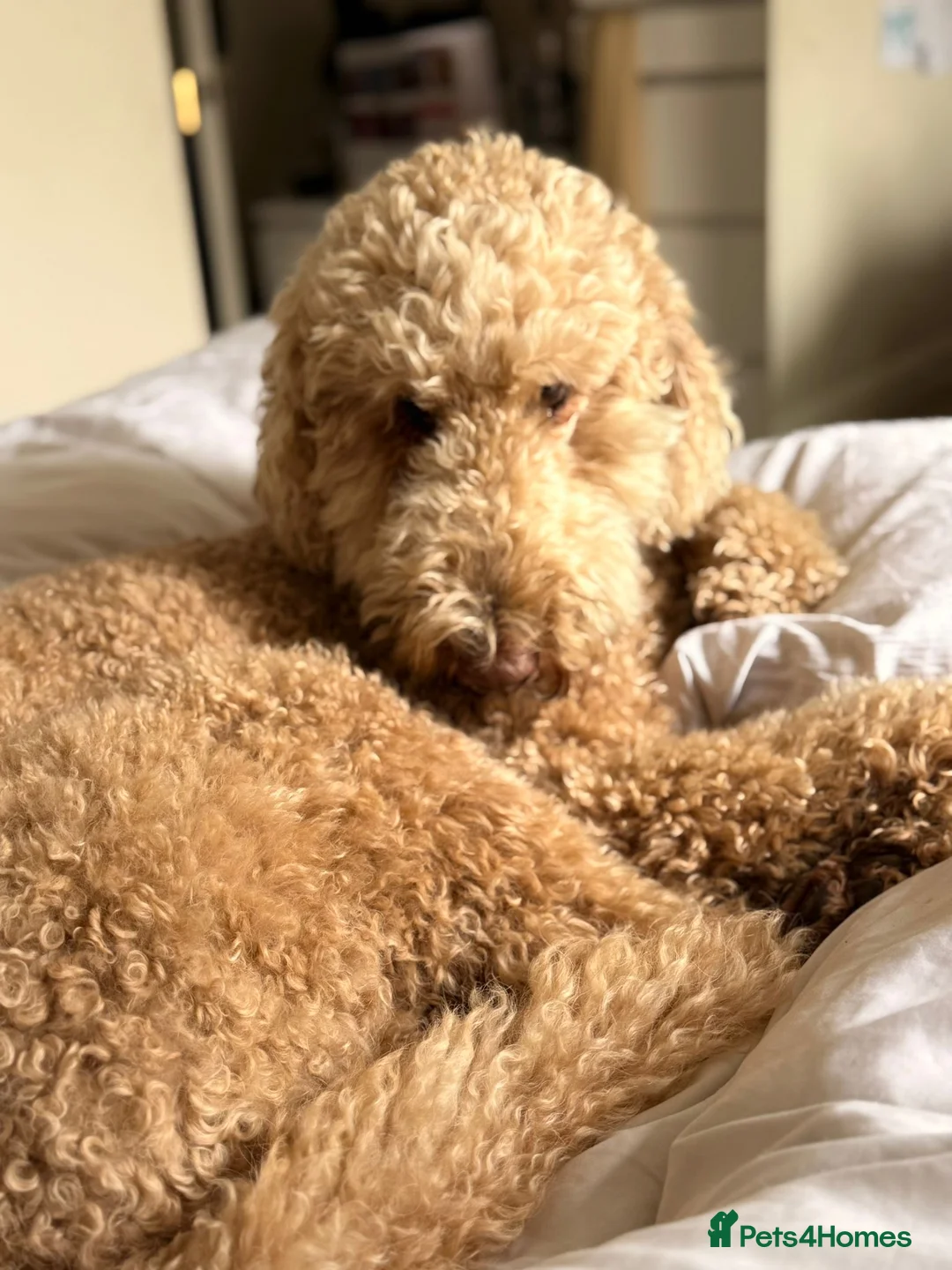 Gallery Image {{count}}