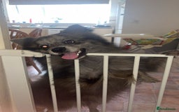 Pomsky dogs for sale: Pomsky forsale - Image 3