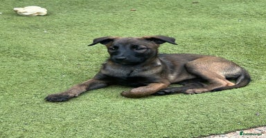 Belgian Shepherd Dog dogs - Advert 8