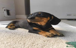 Miniature Dachshund dogs for sale: KC Miniature Dachshund - Image 6