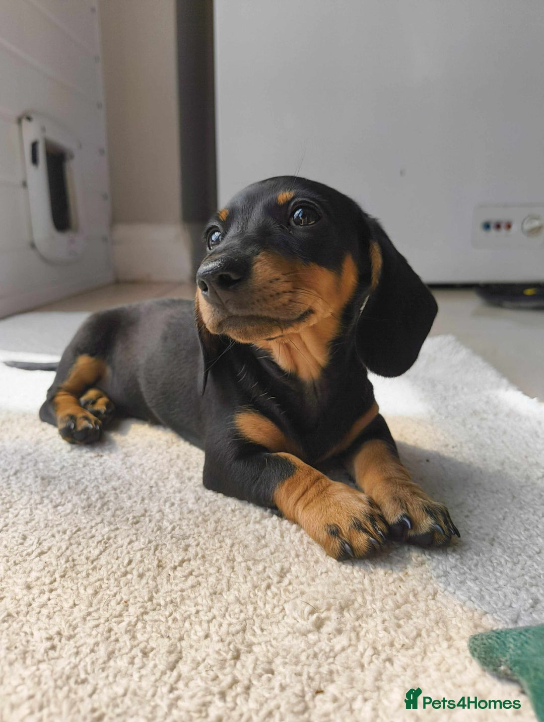 Miniature Dachshund dogs for sale: KC Miniature Dachshund - Image 6