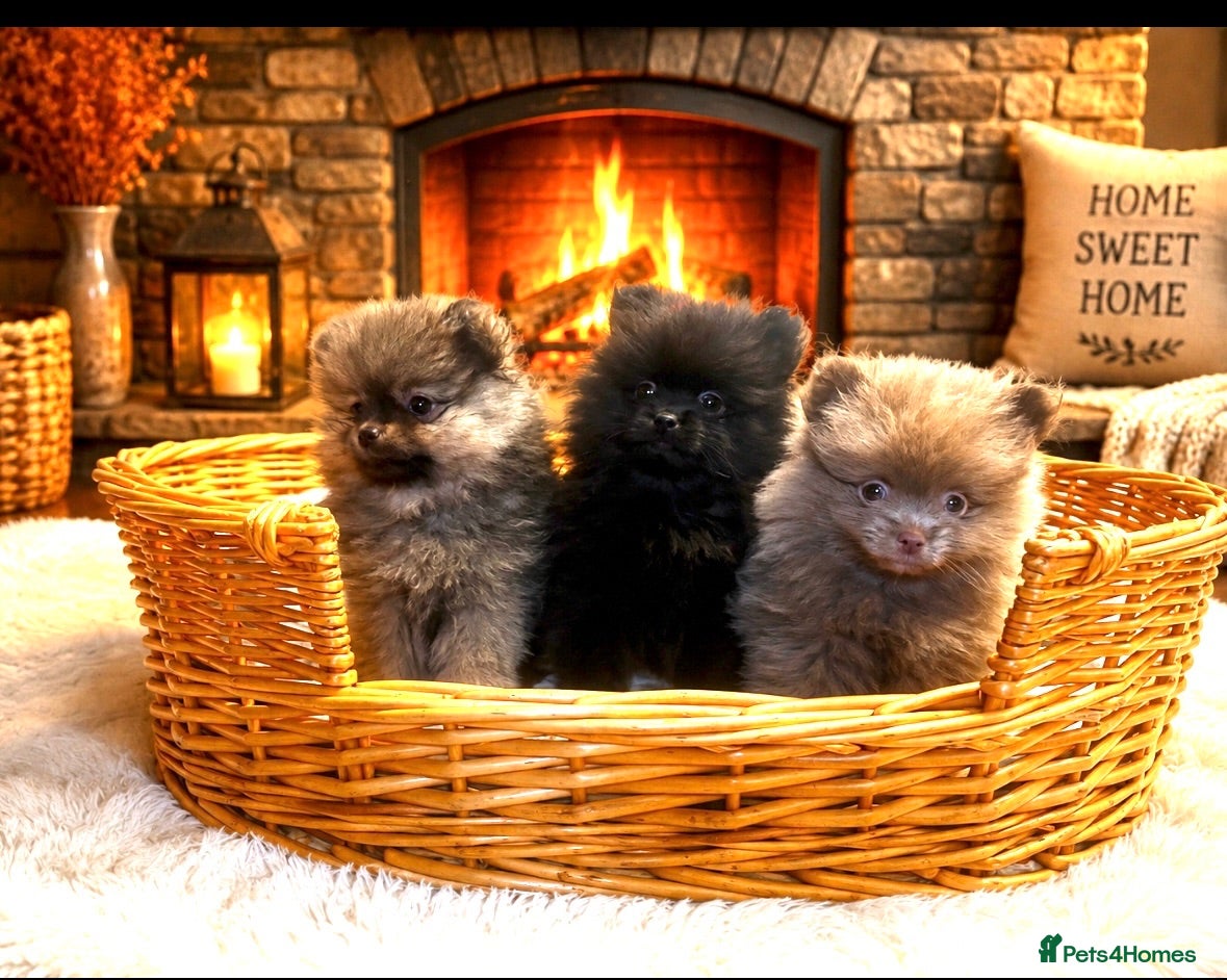 Pomeranian dogs Ready Now Stunning Tiny KC Reg Pomeranian Puppies  - Advert 1