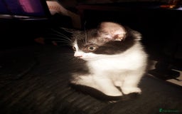 British Shorthair cats for sale: Beautiful kittens - Image 3