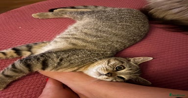 British Shorthair cats in Saltash - Advert 7
