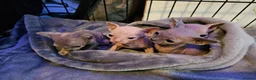 Sphynx cats for sale: Sphynx kittens  in Bargoed - Advert 8