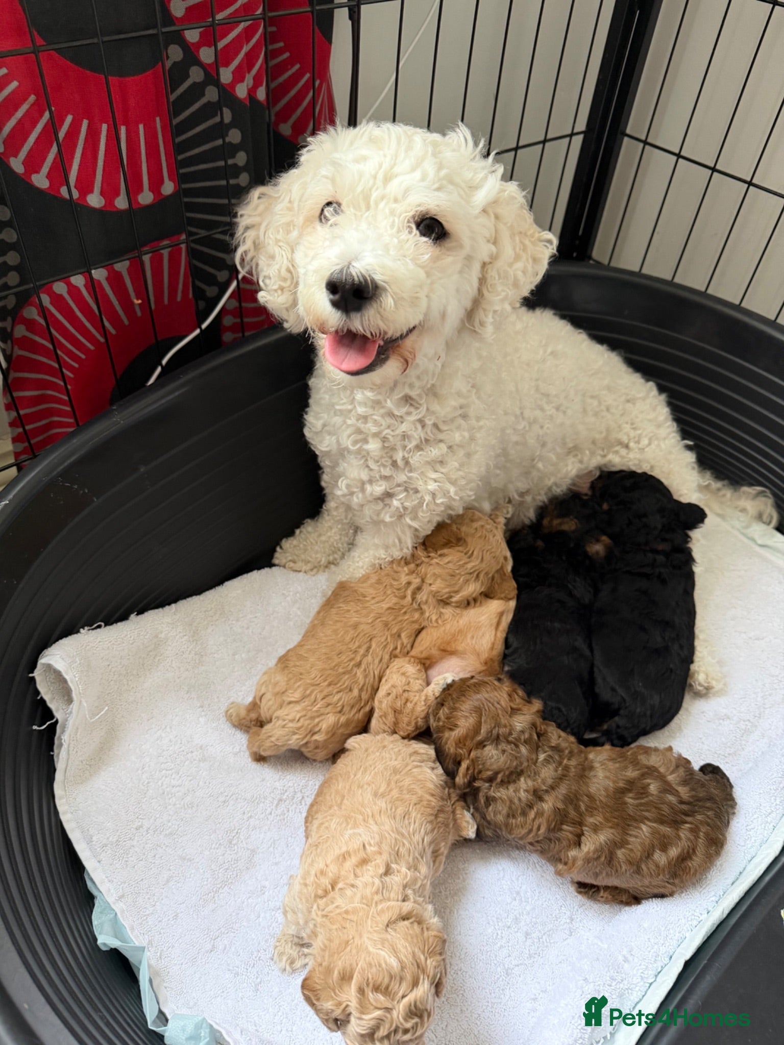 Poochon dogs Only 3 adorable girls left - Advert 1