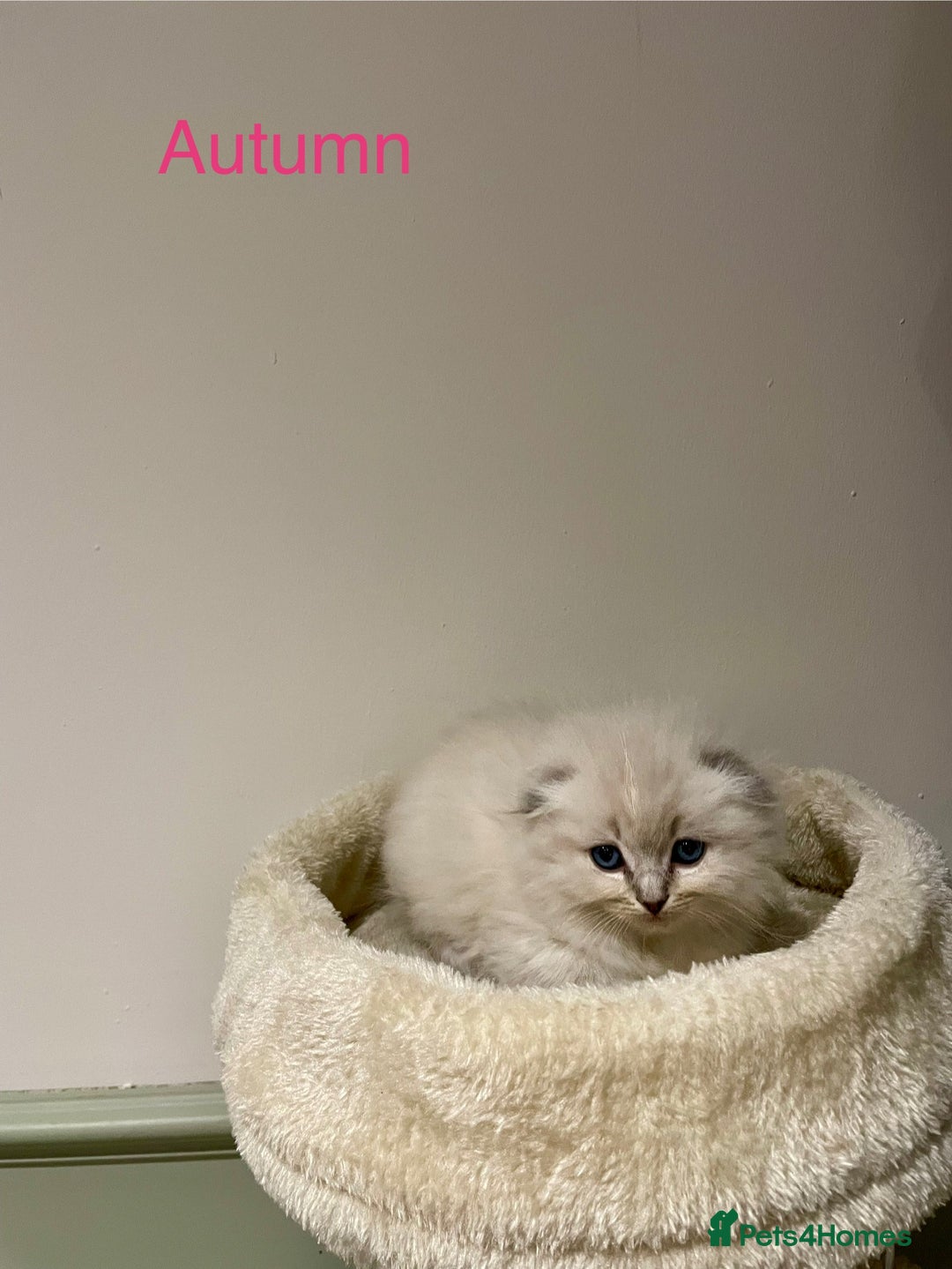 Ragdoll cats for sale: Exquisite, truly unique Ragdolls & Ragfold kittens - Advert 20