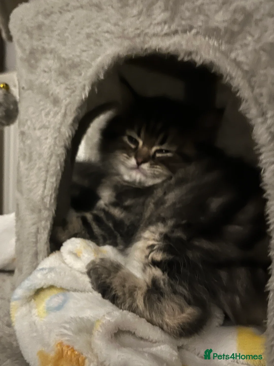 British Shorthair cats for sale: A beautiful kittens British shorthair  - Advert 38