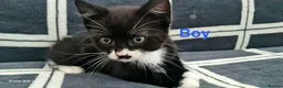 Mixed Breed cats for sale: 6 Beautiful Kittens - Advert 11