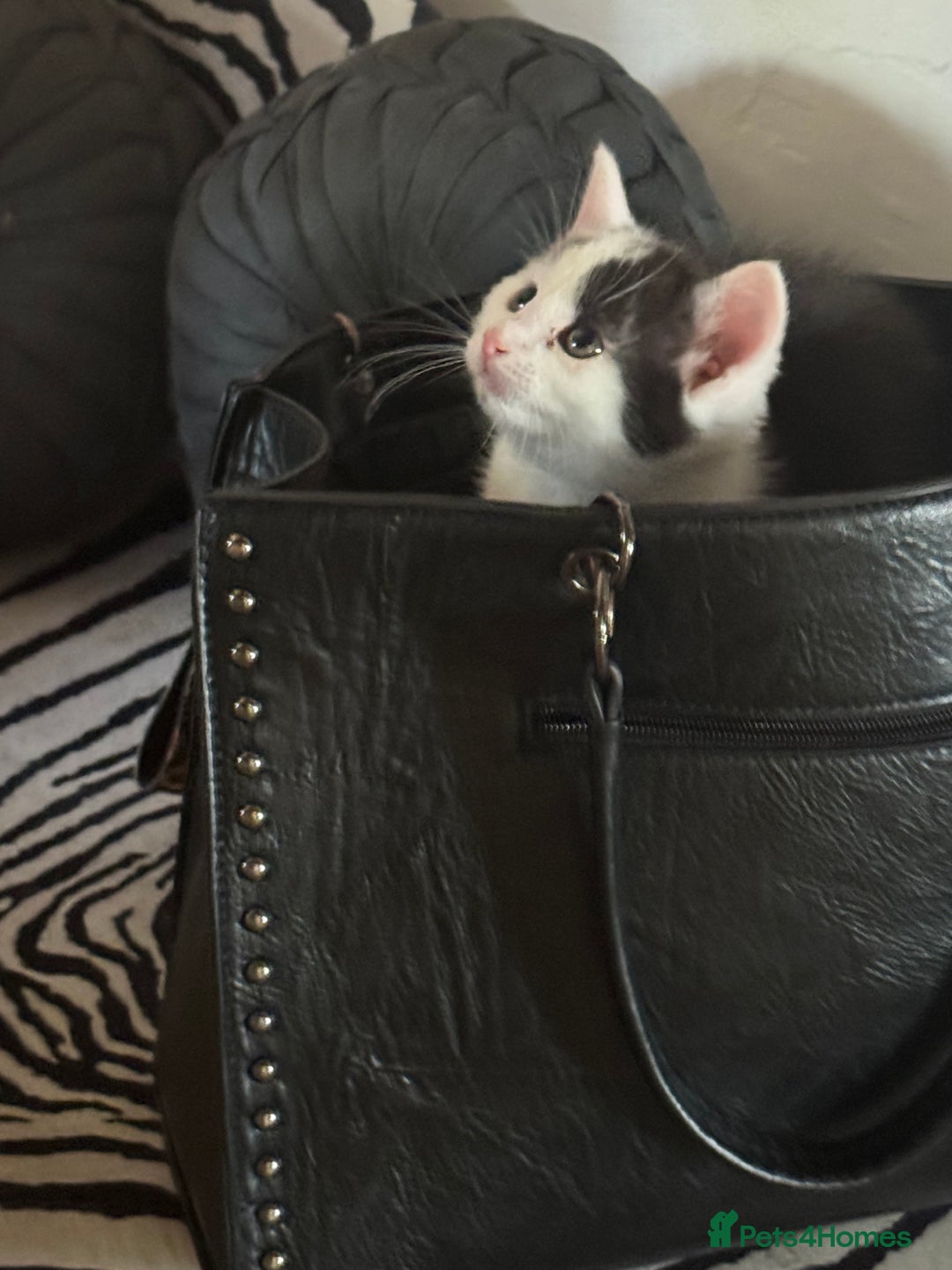 Mixed Breed cats for sale: Gorgeous male fur baby, half ragdoll - Image 4