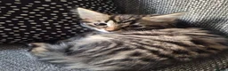 Mixed Breed cats for sale: Adorable tabby kittens ready for a new home - Advert 4