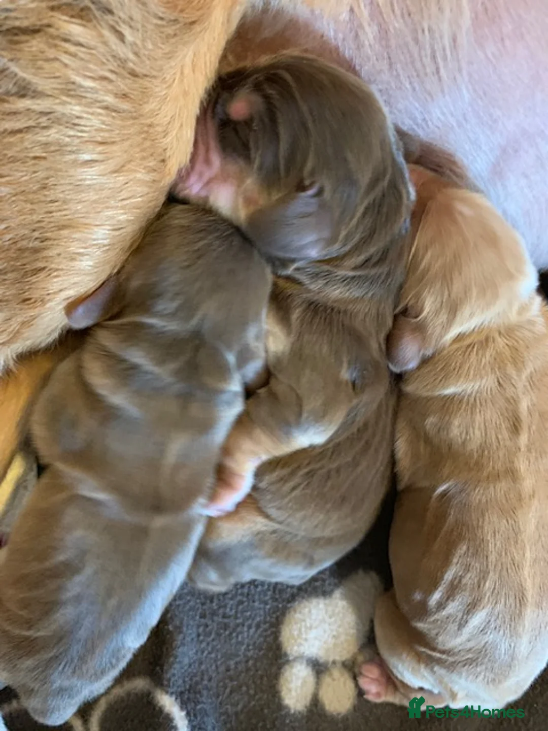 Cocker Spaniel dogs for stud: Stunning, Sable Show Cocker Stud, Health Tested. in Market Drayton - Advert 25