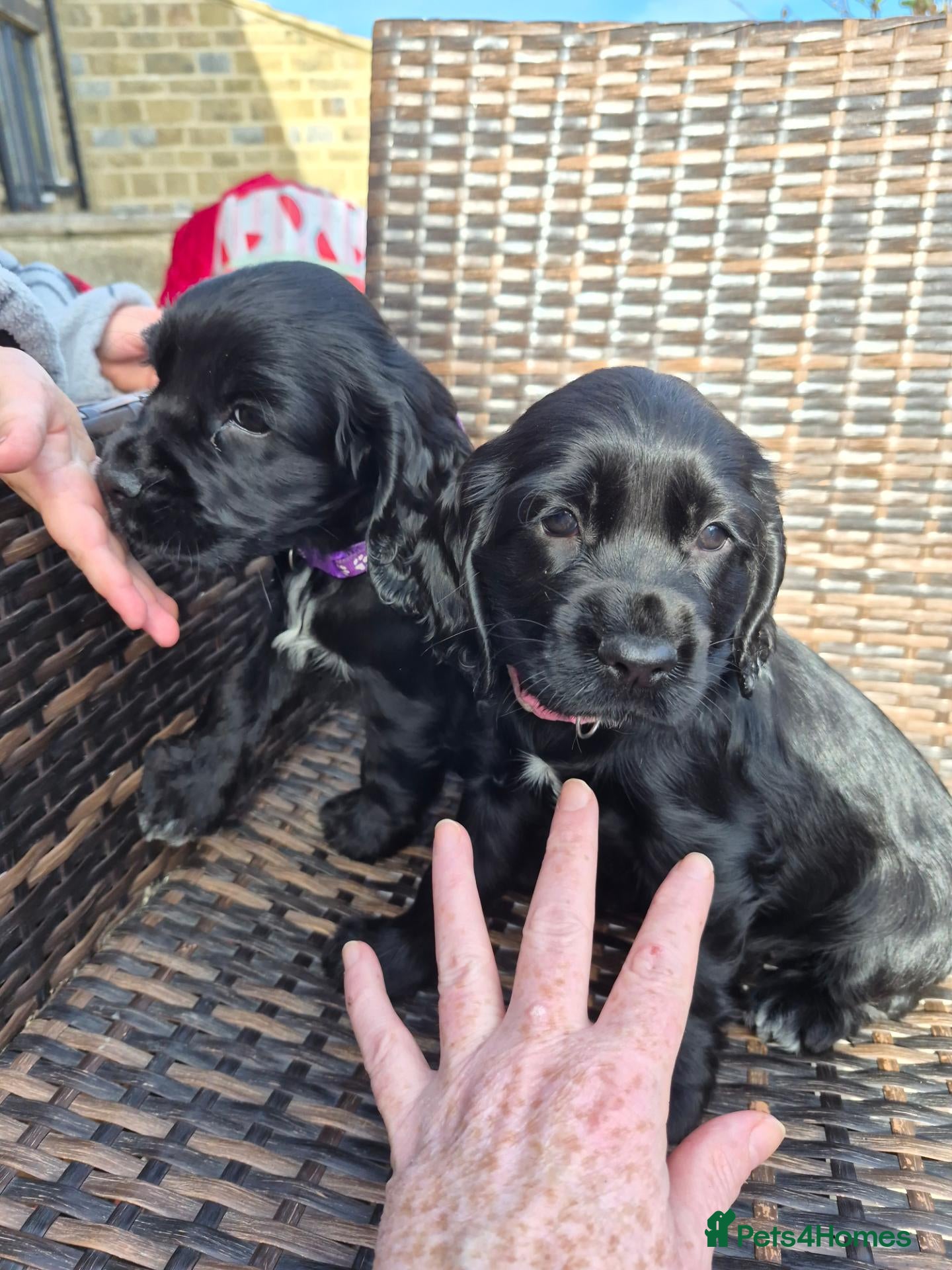 Cocker Spaniel dogs Beautiful Cocker spaniel puppies  - Advert 4