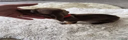 Miniature Dachshund dogs for sale: Miniature dachshund - Advert 13