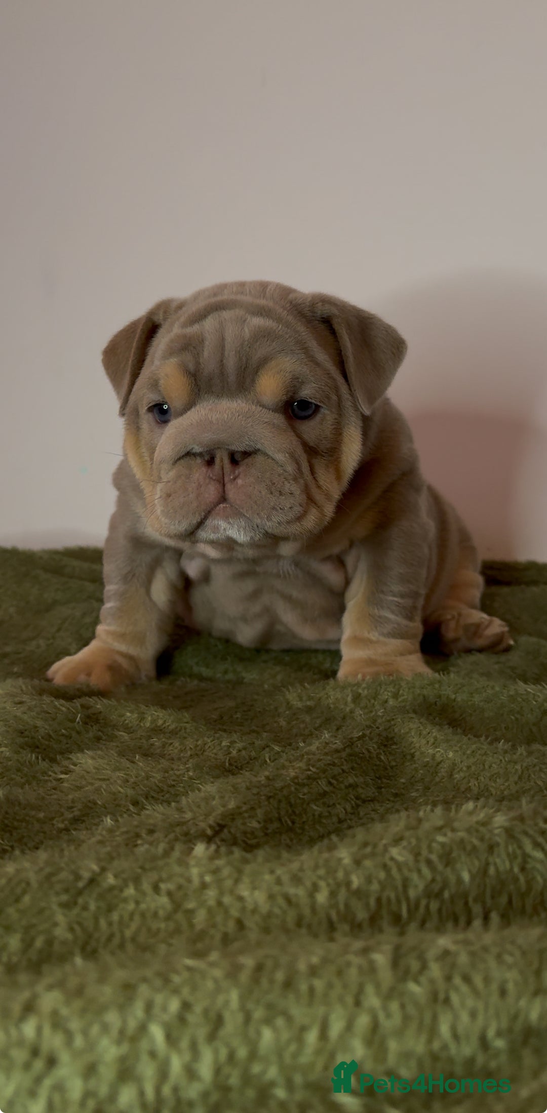 English Bulldog dogs for sale: Bulldogs ready to go!  - Image 11