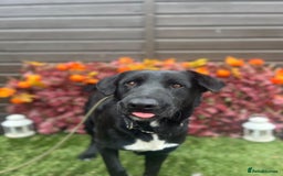 Mixed Breed dogs for adoption: Jack  - Image 5