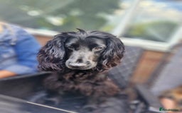 Cocker Spaniel dogs for sale: Kacper  - Image 2