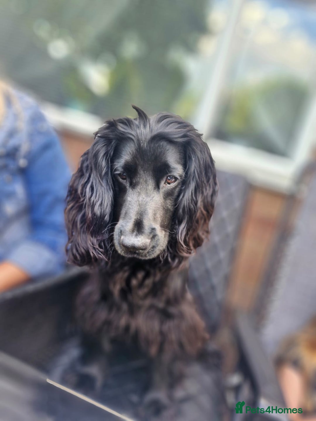 Cocker Spaniel dogs for sale: Kacper  - Image 2