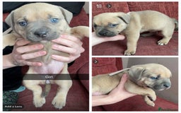 Mixed Breed dogs for sale: Lovely little pups looking for their forever homes - Image 4
