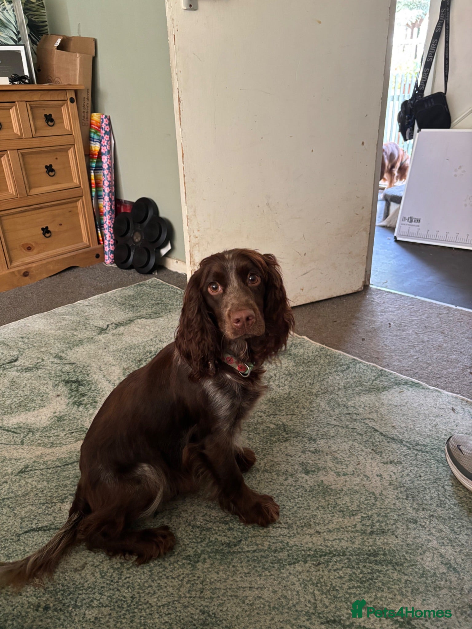 Sprocker dogs Gorgeous Sprocker puppies - Advert 1