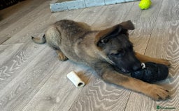 Mixed Breed dogs for sale: Standard poodle Cross German shephard   - Image 13