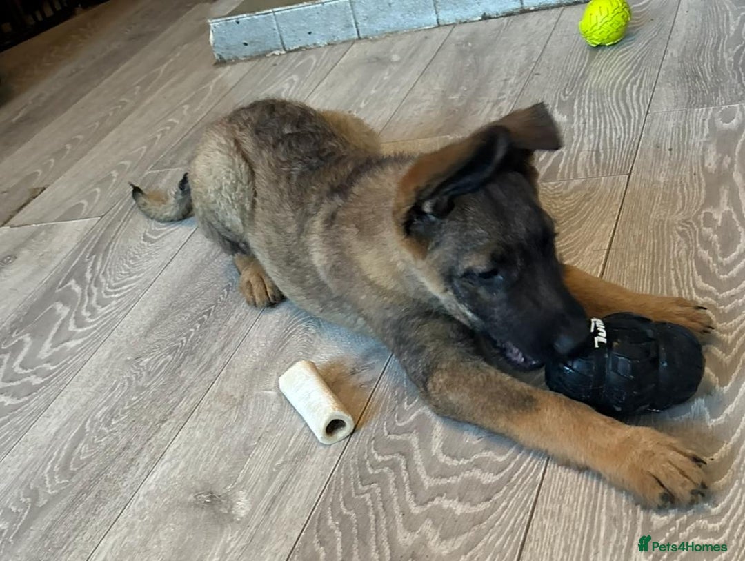 Mixed Breed dogs for sale: Standard poodle Cross German shephard   - Image 13