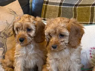 Cavapoo dogs Beautiful F1 Cavapoos - Advert 3