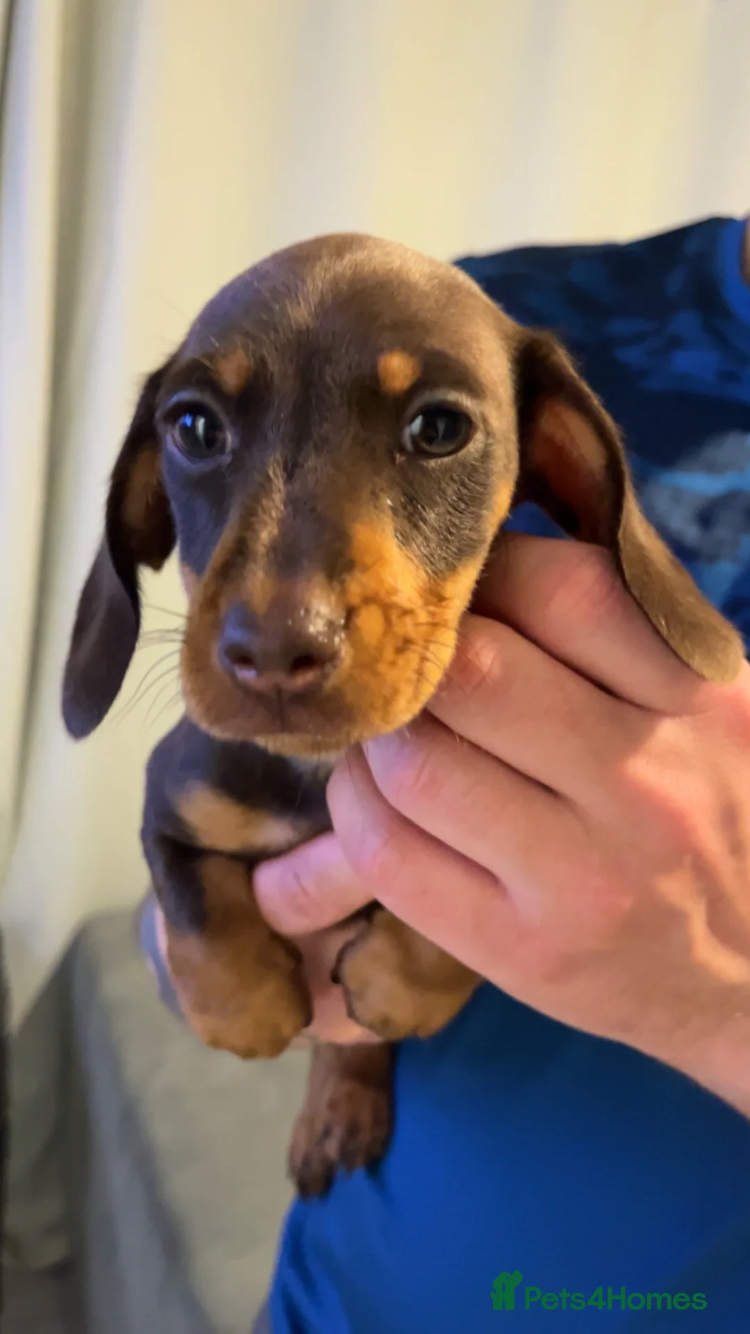 Miniature Dachshund dogs for sale: 2 female miniature dachshunds  in Burnley - Advert 2