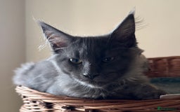 Maine Coon cats for sale: Only 2 left. BEAUTIFUL PEDIGREE MAINECOON KITTENS  - Image 5