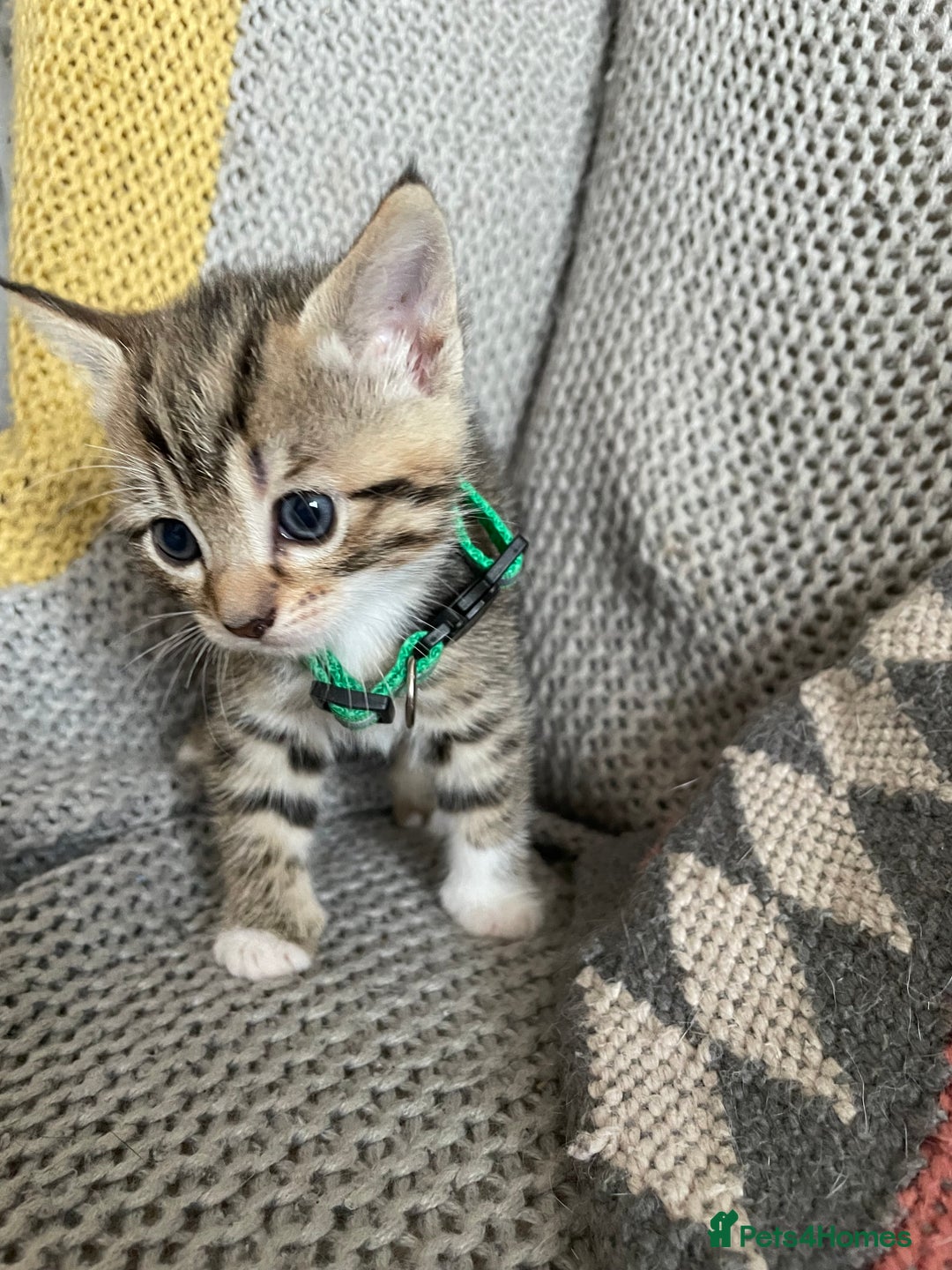 European cats for sale: Beautiful Tabby kittens  - Image 13