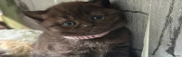 British Shorthair cats for sale: Exceptional BSH kittens  - Advert 13